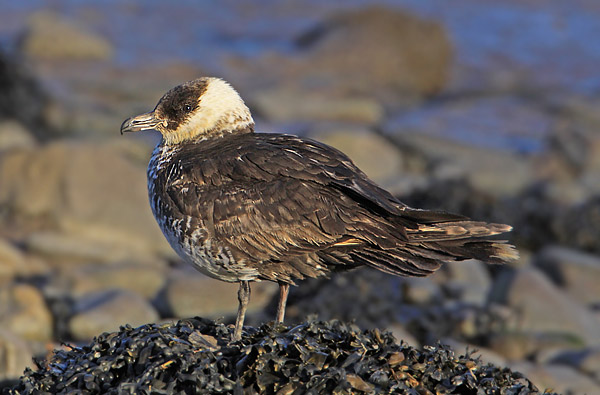Pomarine Skua
