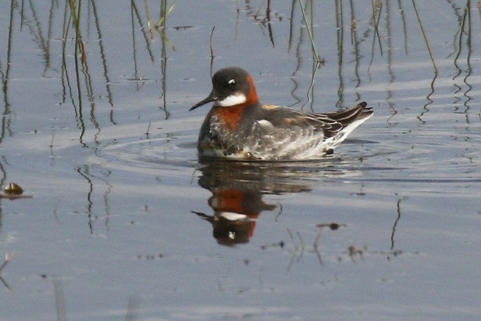 Red-necked Phalarope