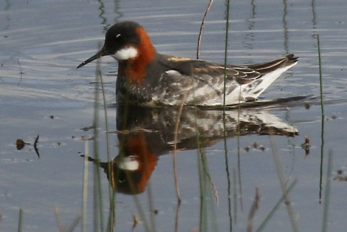 Red-necked Phalarope