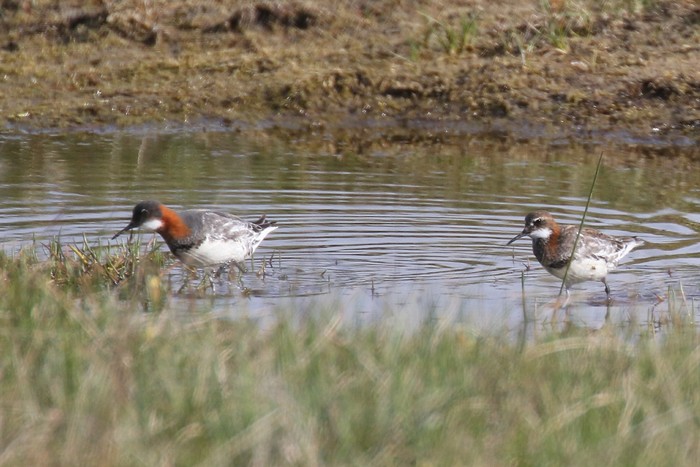 Red-necked Phalarope