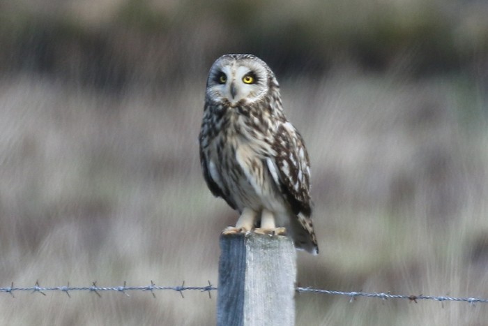 Short-eared Owl