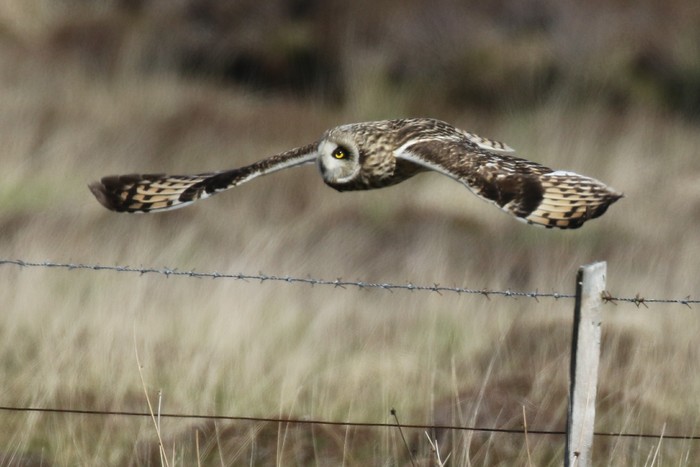 Short-eared Owl