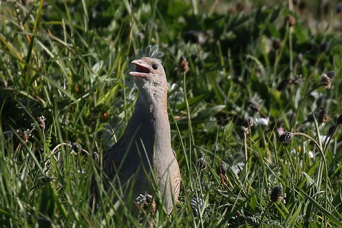 Corncrake