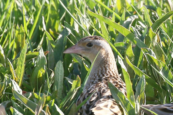 Corncrake
