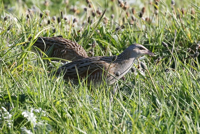 Corncrake