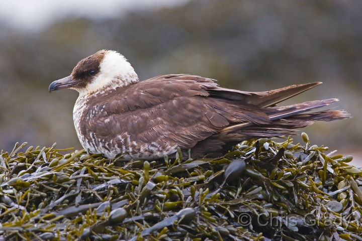 Pomarine Skua