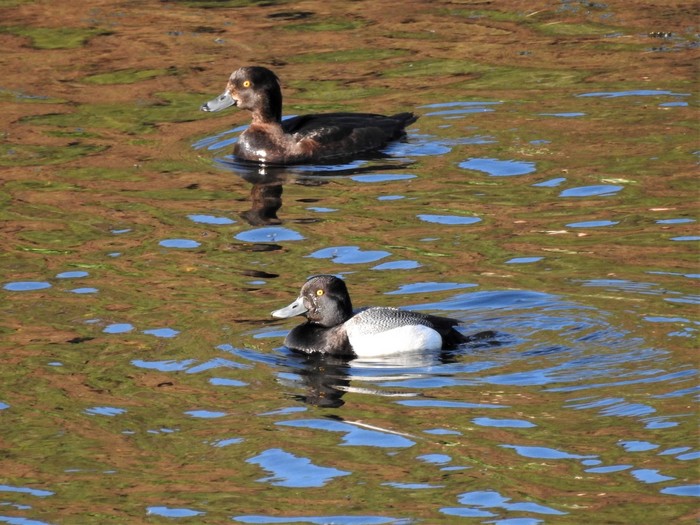 Lesser Scaup