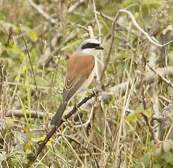 Red-backed Shrike