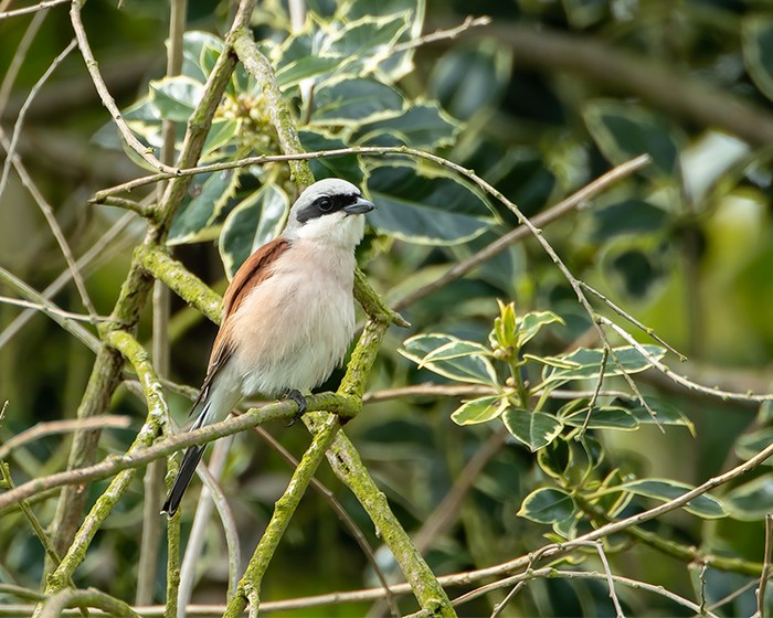 Red-backed Shrike
