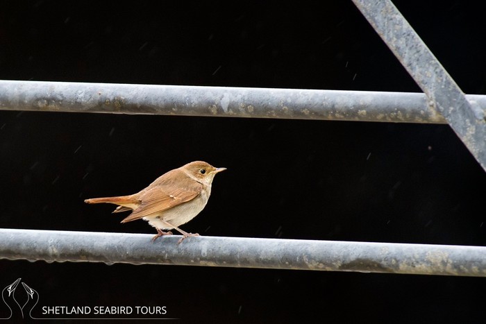 Thrush Nightingale