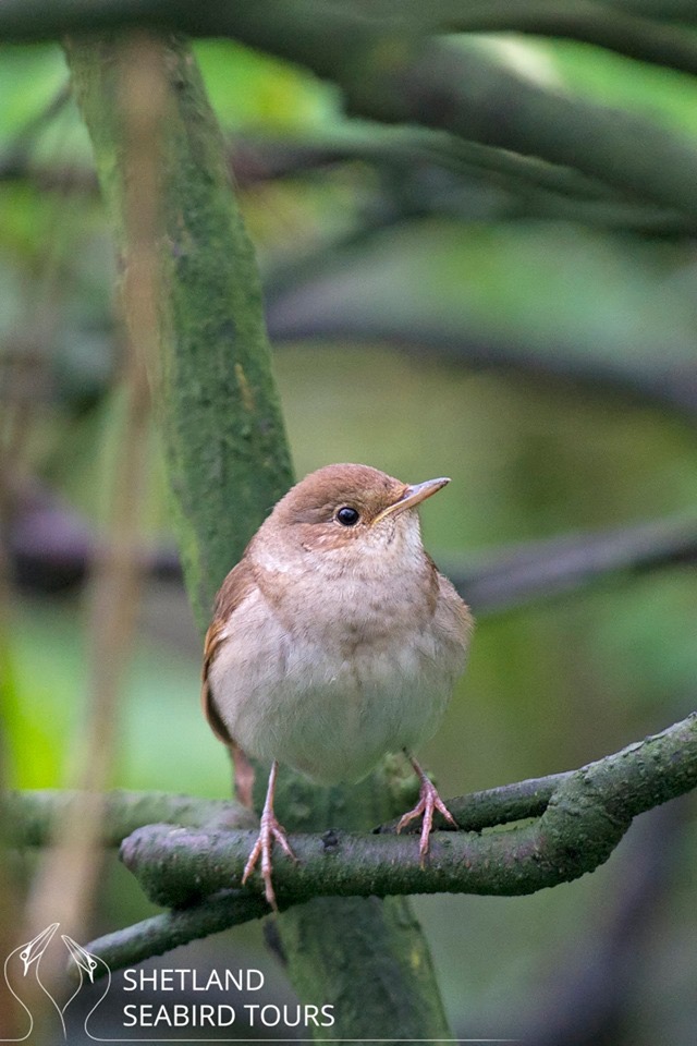 Thrush Nightingale