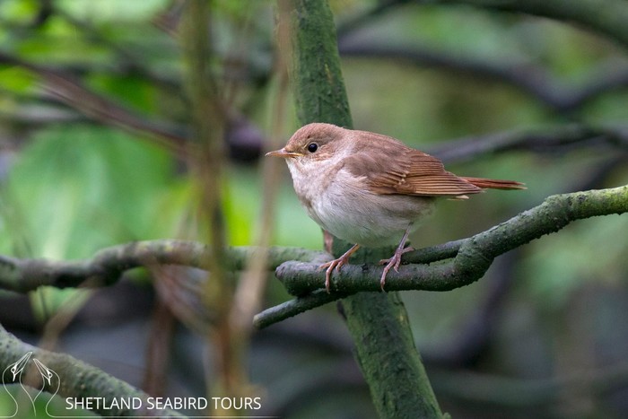 Thrush Nightingale