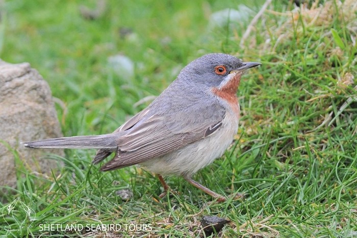 Eastern Subalpine Warbler