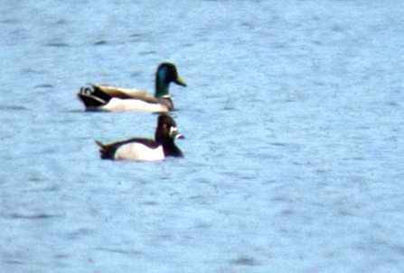 Ring-necked Duck