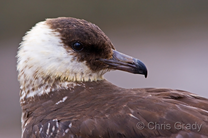 Pomarine Skua