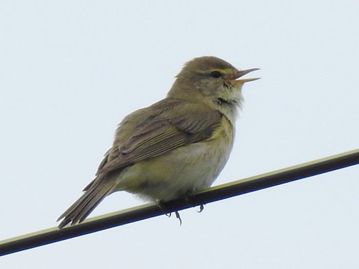 Willow Warbler