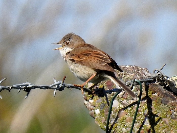 Whitethroat
