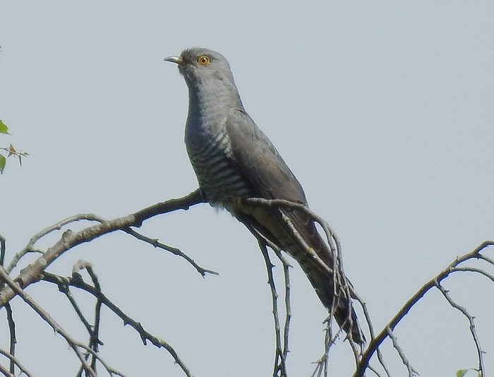 Cuckoo