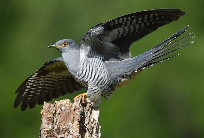 Cuckoo