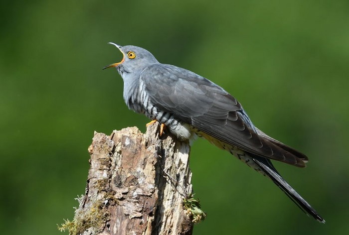 Cuckoo
