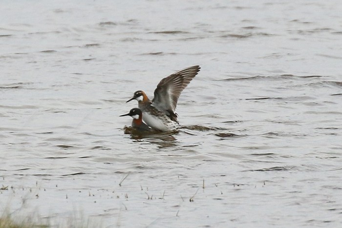 Red-necked Phalarope