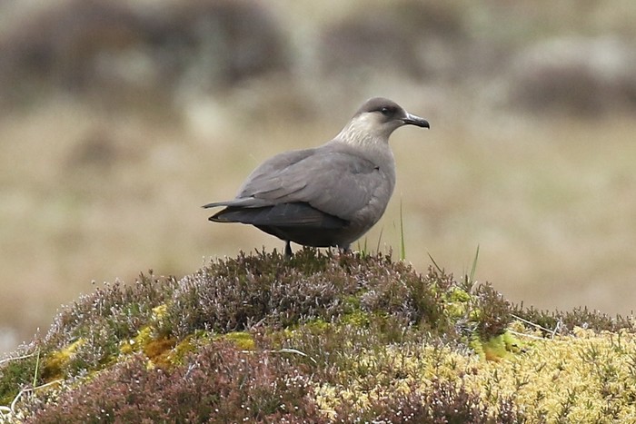 Arctic Skua