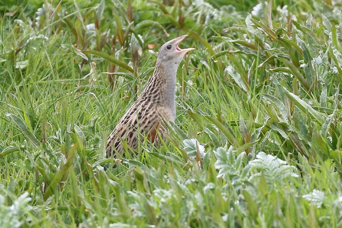 Corncrake