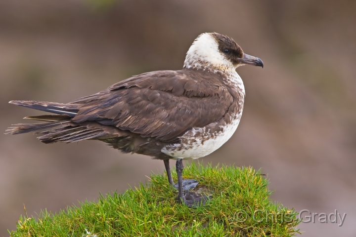 Pomarine Skua