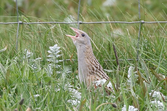 Corncrake