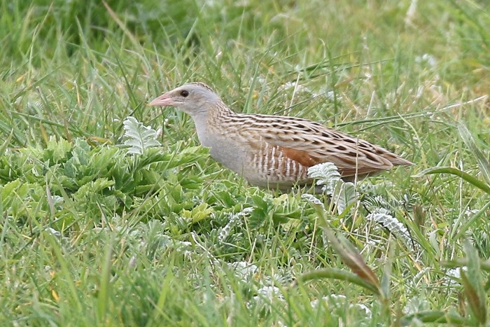 Corncrake