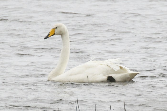 Whooper Swan