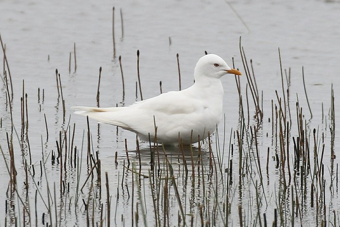 Common Gull