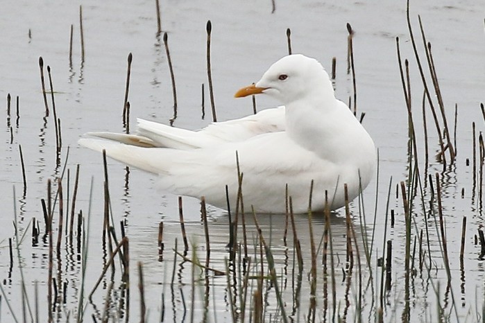 Common Gull