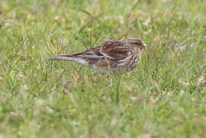 Twite