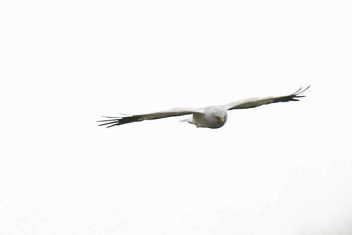 Hen Harrier