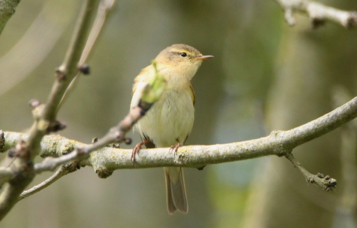 Iberian Chiffchaff