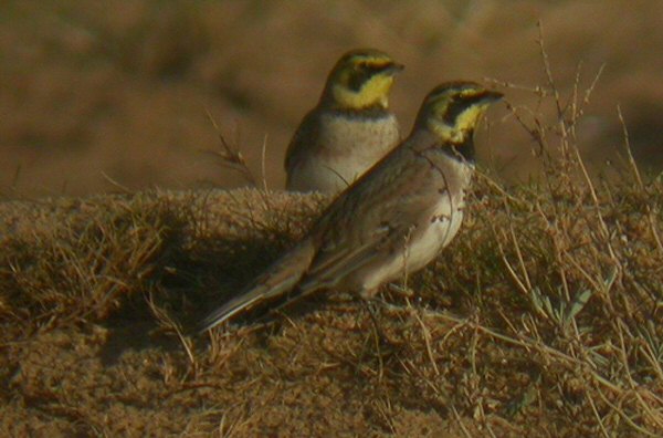 Shorelark