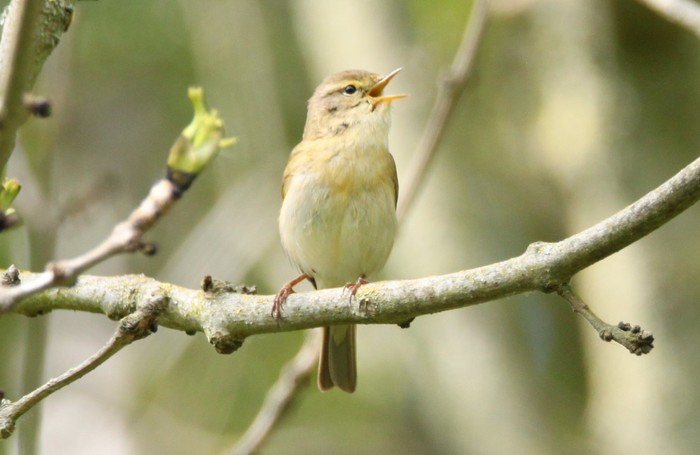 Iberian Chiffchaff