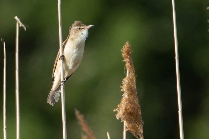 Great Reed Warbler