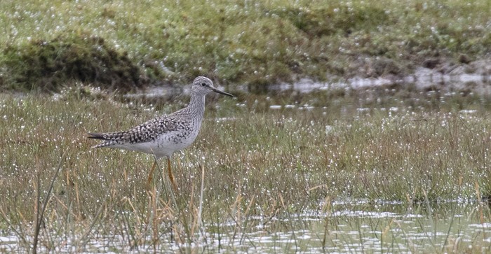 Lesser Yellowlegs