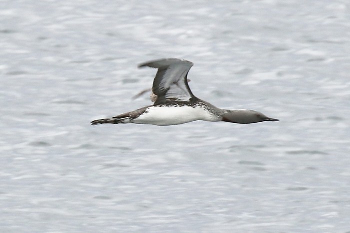 Red-throated Diver