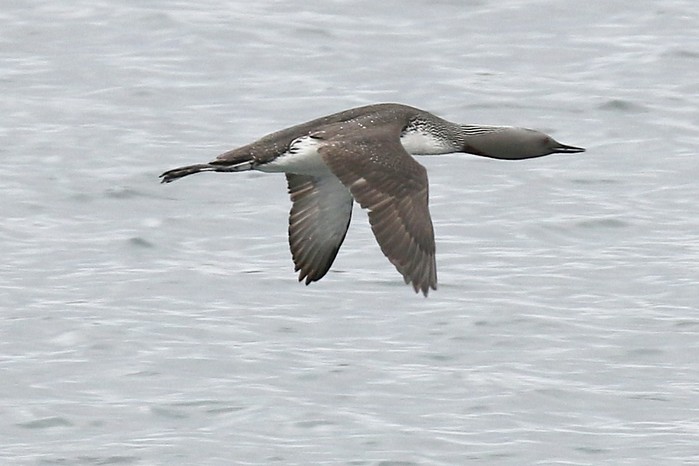 Red-throated Diver