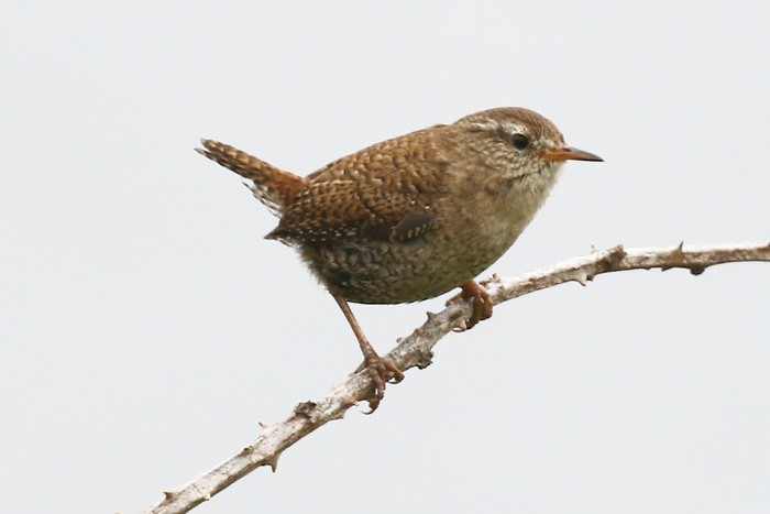 Hebridean Wren 