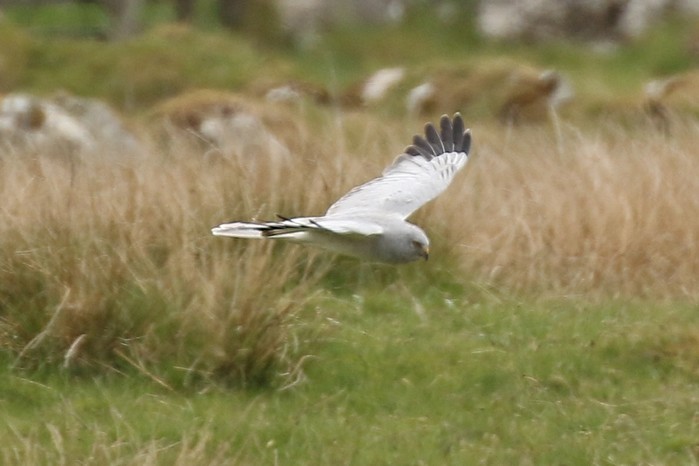 Hen Harrier