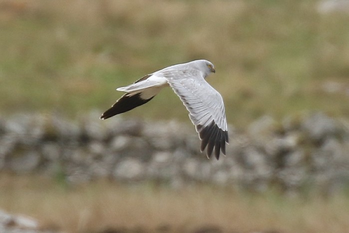 Hen Harrier