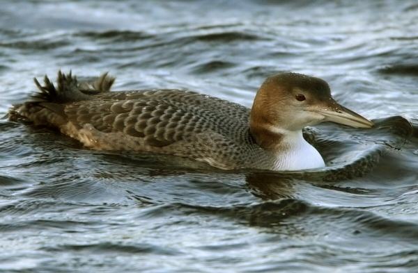 Great Northern Diver
