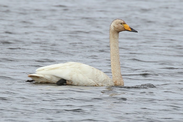 Whooper Swan