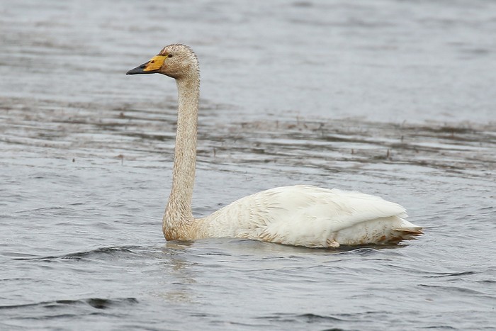 Whooper Swan
