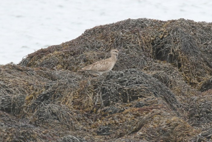 Whimbrel