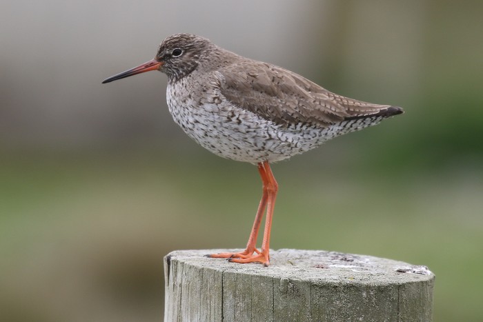 Redshank